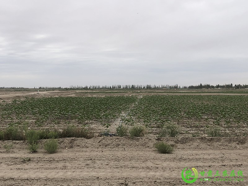 瓜州：节水改造成为农业提质增效“加速器”