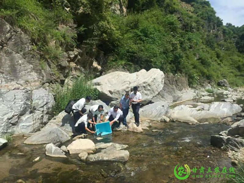麦积区再现珍稀两栖野生动物大鲵
