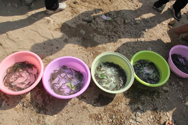 陇南市水生生物资源增殖放流活动在两当嘉陵江畔举行