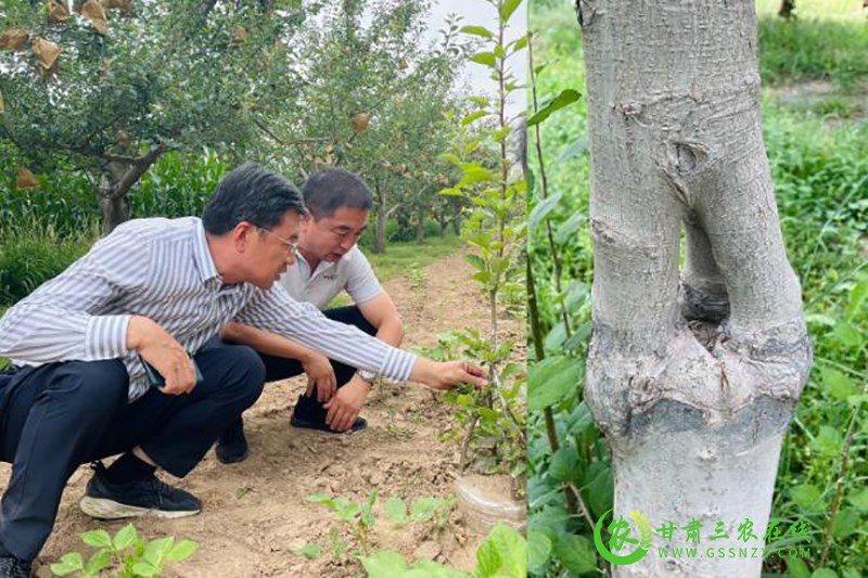 省经作站站长李向东一行调研指导庆城县苹果老果园改造和新品种培育试验示范工作