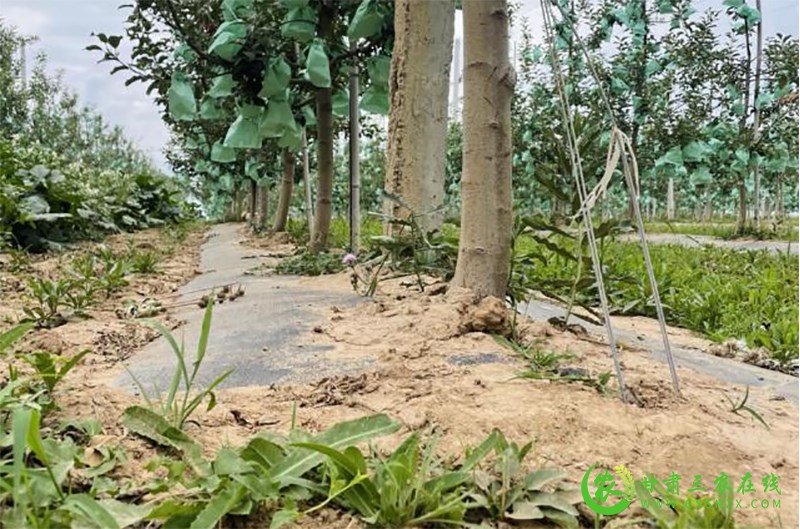 省经作站站长李向东一行调研指导庆城县苹果老果园改造和新品种培育试验示范工作