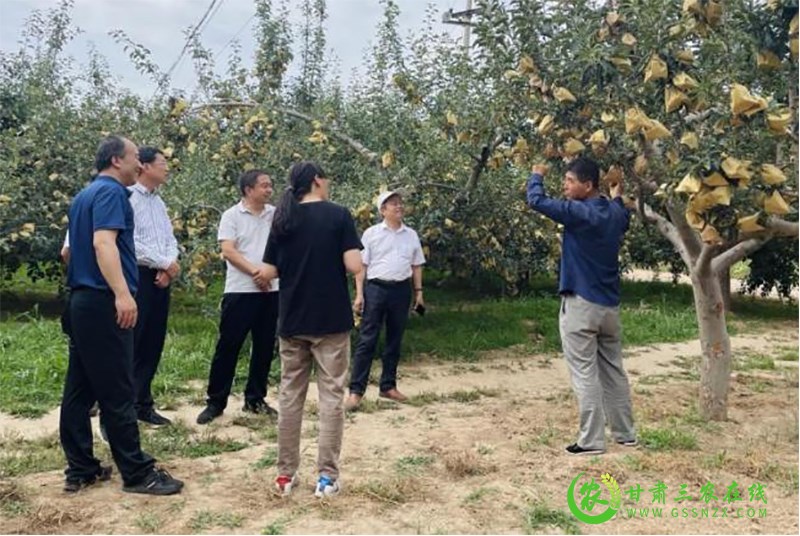 省经作站站长李向东一行调研指导庆城县苹果老果园改造和新品种培育试验示范工作