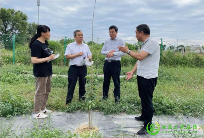 省经作站站长李向东一行调研指导庆城县苹果老果园改造和新品种培育试验示范工作