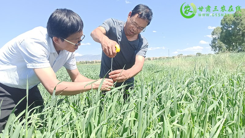 山丹县畜牧技术推广站开展高产饲料基地测量饲草产量工作