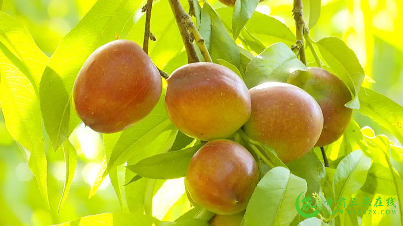 金塔县特色“小桃子 ” 鼓了群众“钱袋子”