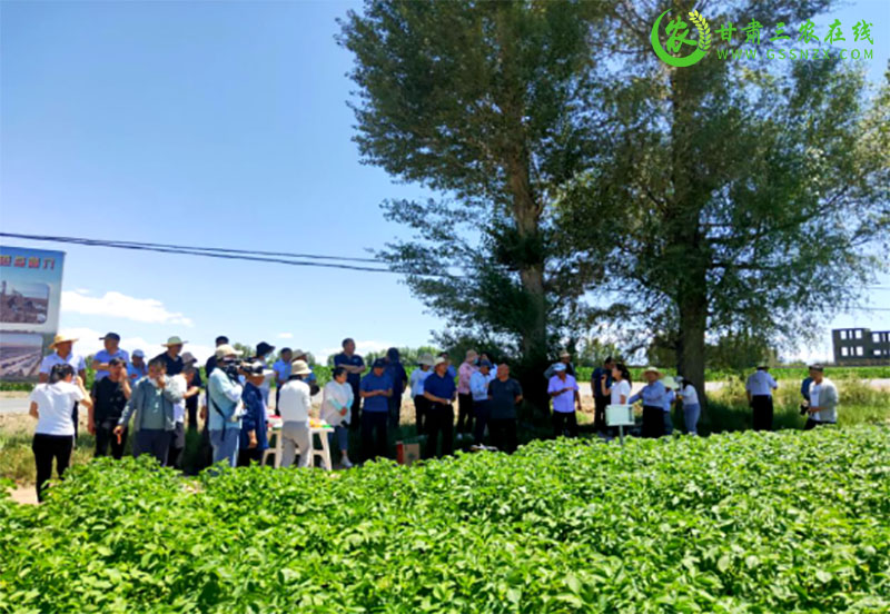 山丹县农业农村局重点工作现场观摩推进会——经作中心全生物可降解地膜试验示范篇