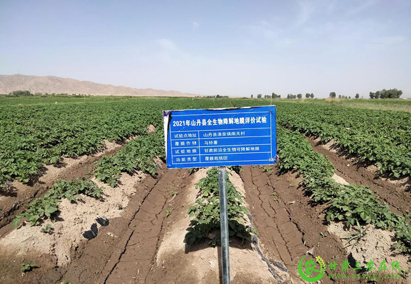山丹县农业农村局重点工作现场观摩推进会——经作中心全生物可降解地膜试验示范篇