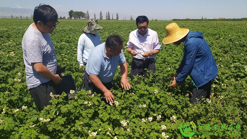 张掖市马铃薯产业专家服务团深入田间地头进行现场指导
