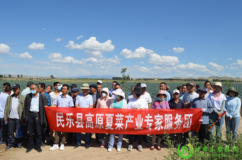 民乐县高原夏菜专家服务团指导全县高原夏菜产业发展