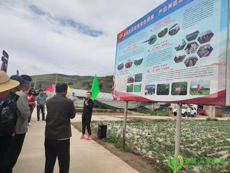 临泽县：科技引领政府推动  为高原夏菜产业发展助力