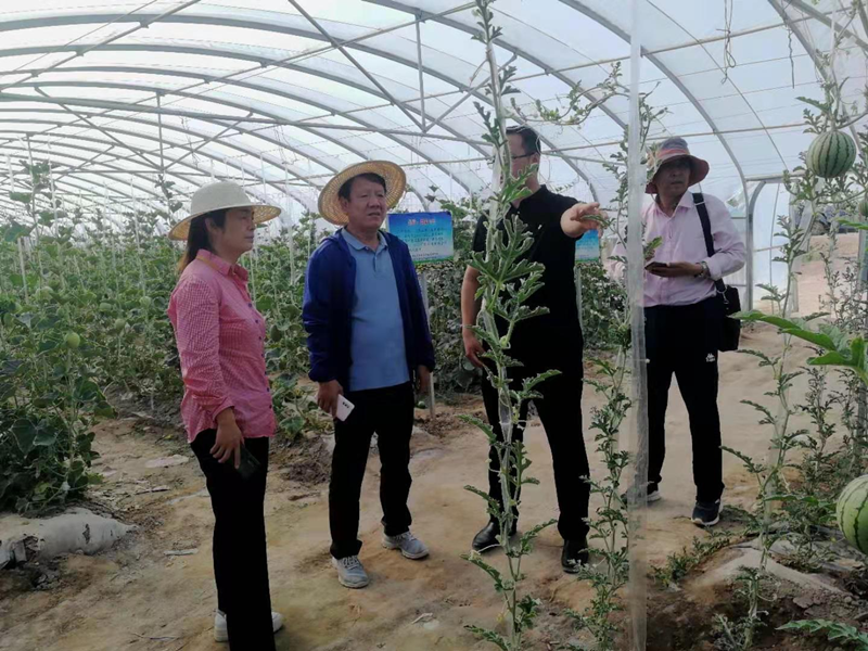 酒泉市农科院专家指导瓜州蜜瓜病虫害防治工作