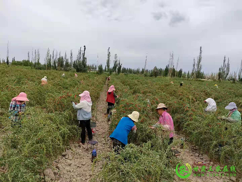 瓜州县小红果“映红”致富路