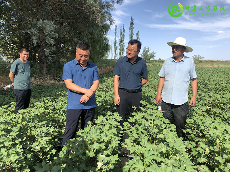 瓜州县：“小管管”变“金管管” 助农节水又增收