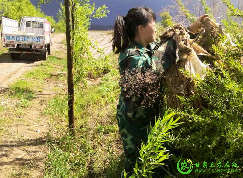 崇信县废旧农膜回收加工企业回收包片区域内废旧农膜场景