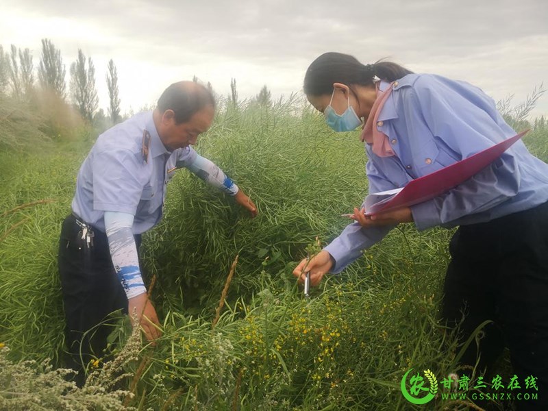 民乐县：全面加强植物检疫确保农业生产安全