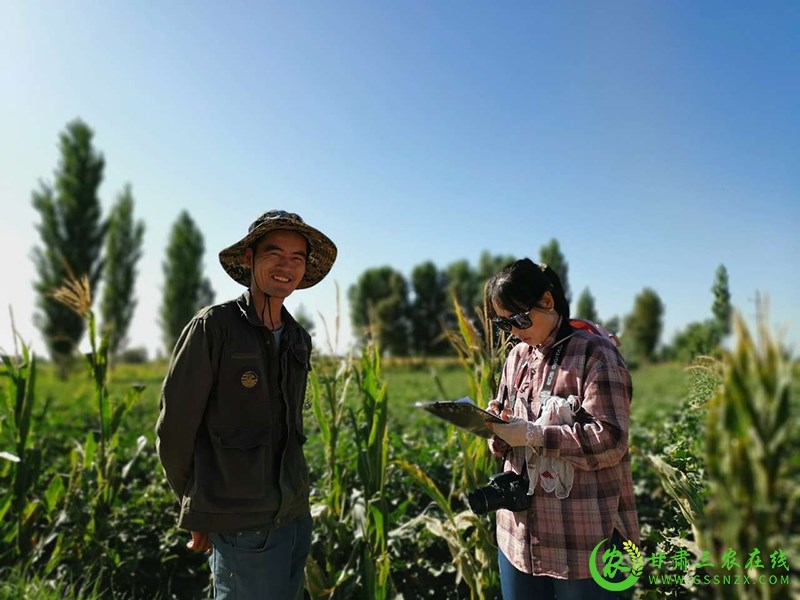 敦煌农技中心积极开展农田地膜残留监测点前期踏勘工作