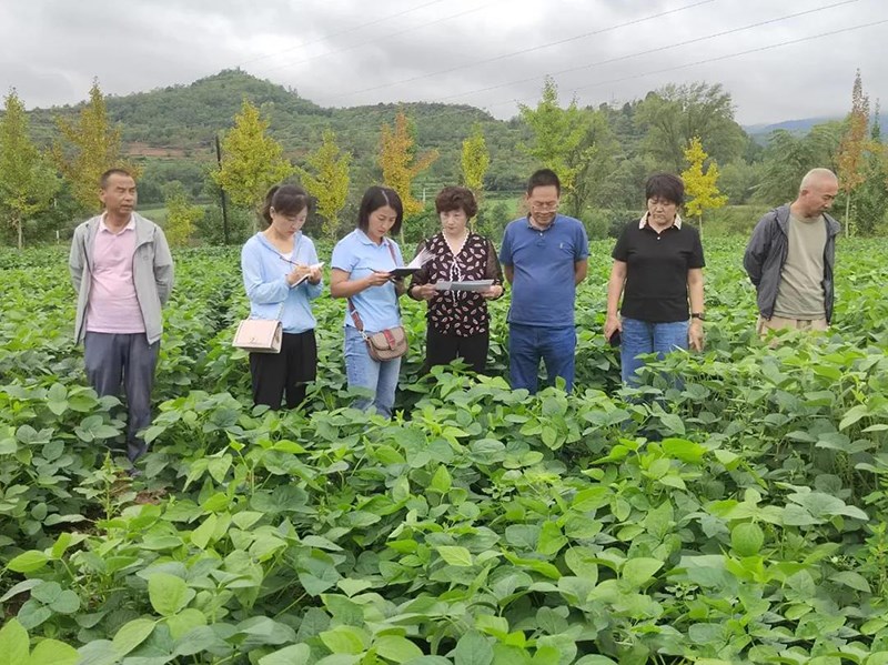 省农科院大豆专家在徽县调研指导大豆生产情况