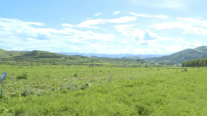岷县：田间地头送技术 群众收获致富经