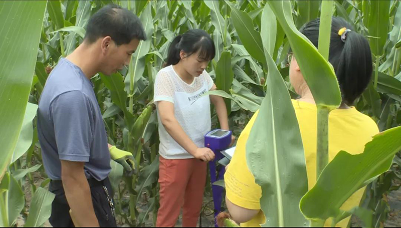 庄浪县农技人员积极抗旱“保民生、护产量”