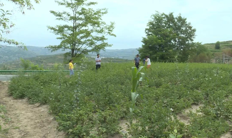 庄浪县农技人员积极抗旱“保民生、护产量”