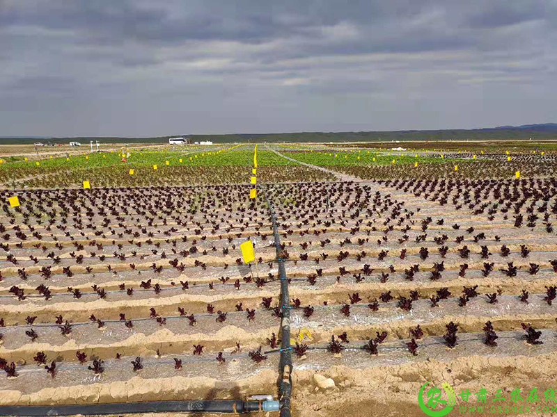天祝县水肥一体化技术农业现代化发展的必由之路