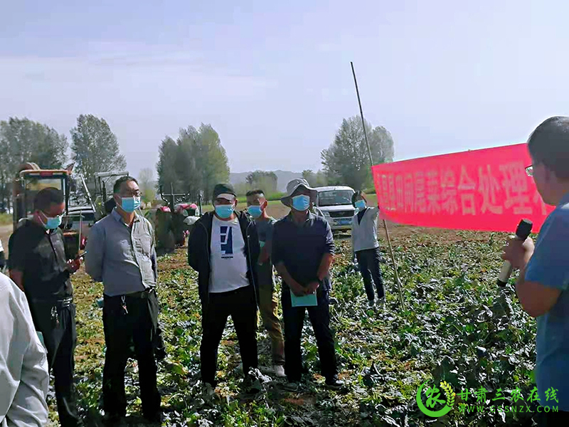 永昌县：专家能手齐上阵 尾菜处理有新招