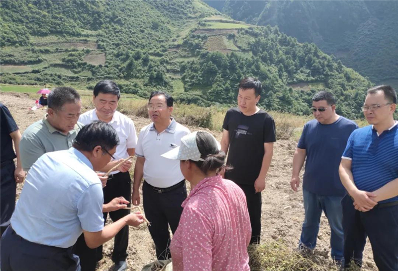 省农业农村厅调研组到文县检查指导中药材产业和农业机械化工作