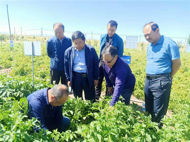 山丹县农技中心：院技合作拓宽马铃薯品种资源促进马铃薯产业发展