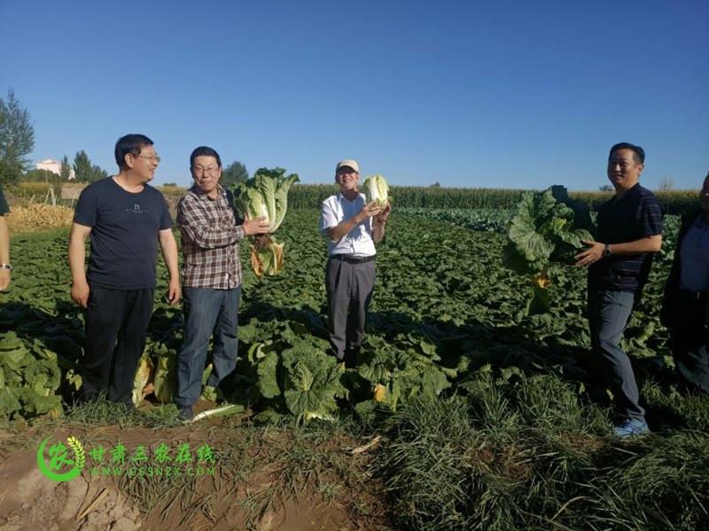 甘州大白菜（娃娃菜）顺利通过农产品地理标志登记名录外审定现场核查和品质鉴评