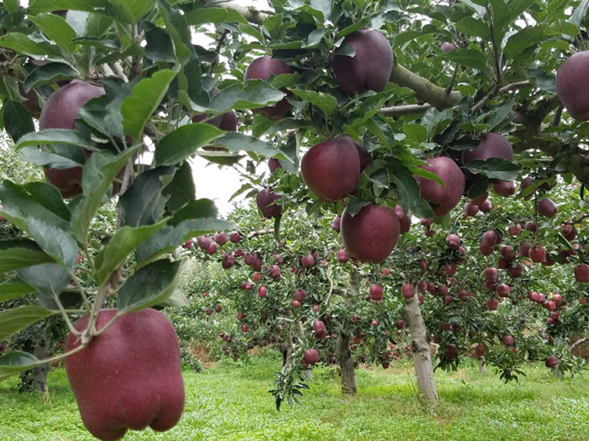 麦积区强化旱作节水农业技术推广项目核心示范区建设提升实施效益