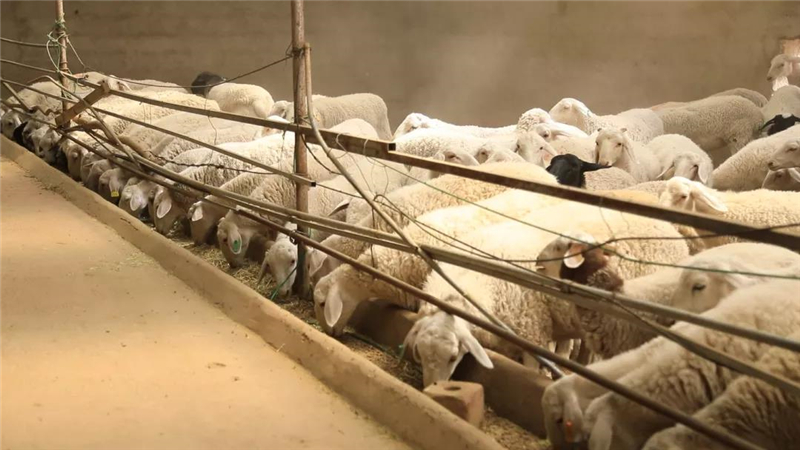 瓜州：草畜产业势头劲 乡村振兴底气足