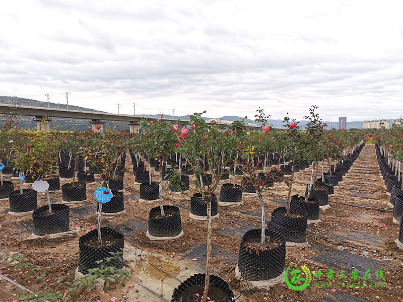 麦积区开展旱作节水技术试验示范提高科技支撑力度