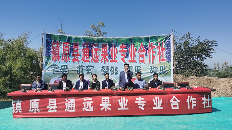 镇原县首家有机葡萄试验田结出了丰硕的果实