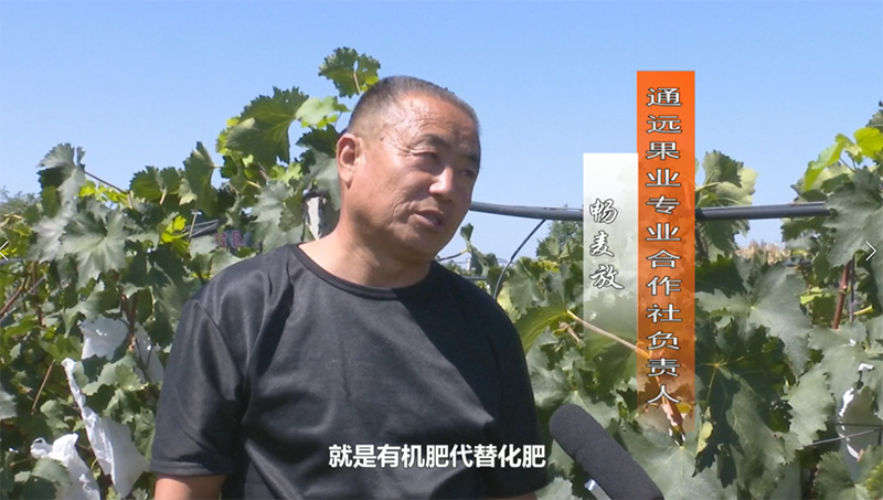 镇原县首家有机葡萄试验田结出了丰硕的果实