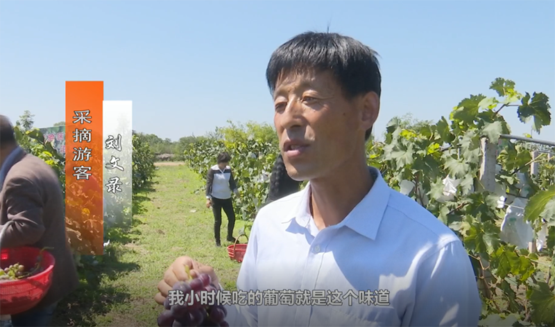 镇原县首家有机葡萄试验田结出了丰硕的果实