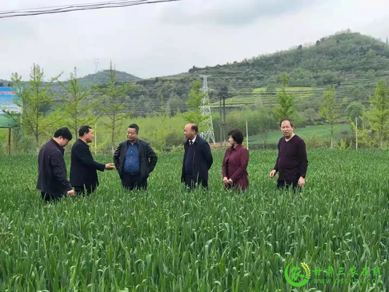 徽县今年在粮食蔬菜主产区示范推广旱作节水农业技术2.6万亩