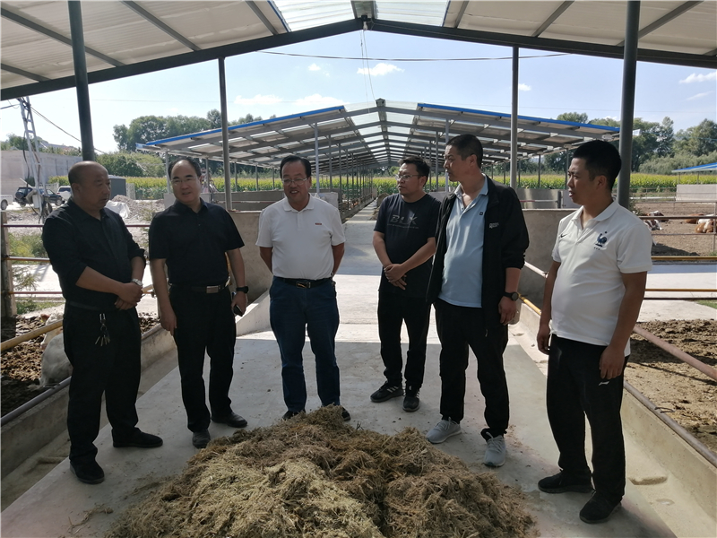 省畜牧技术推广总站李积友站长调研指导广河县牛羊产业及粮改饲工作