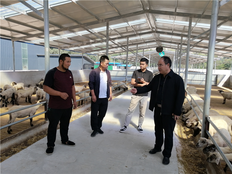 省畜牧技术推广总站李积友站长调研指导广河县牛羊产业及粮改饲工作