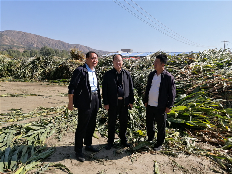 省畜牧技术推广总站李积友站长调研指导广河县牛羊产业及粮改饲工作