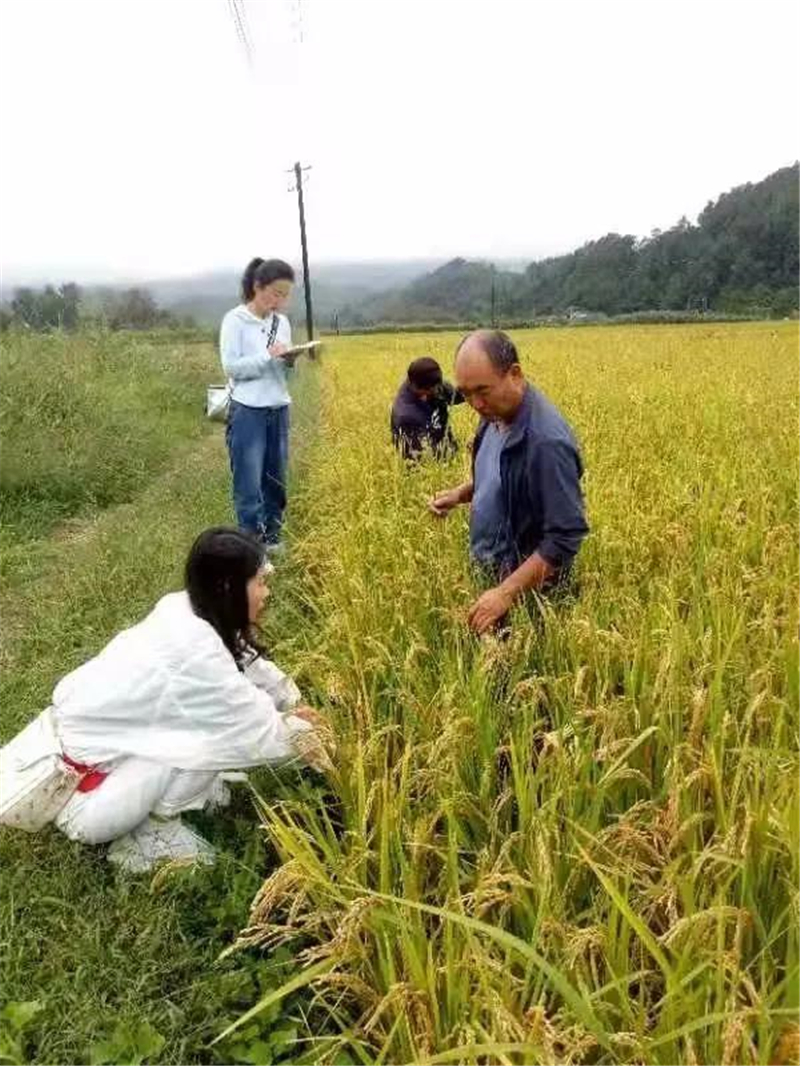 徽县扎实开展2021年水稻绿色高质高效基地建设