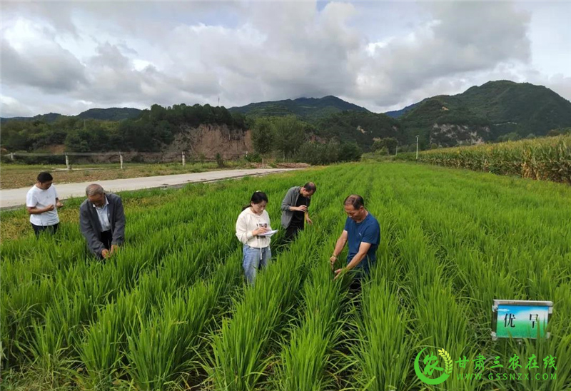 徽县加大旱作节水技术推广力度提高水肥利用率