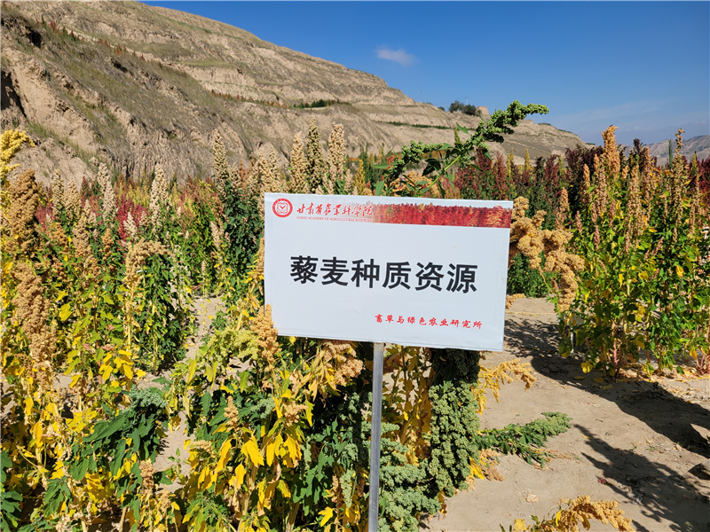 东乡藜麦制种基地成果丰硕