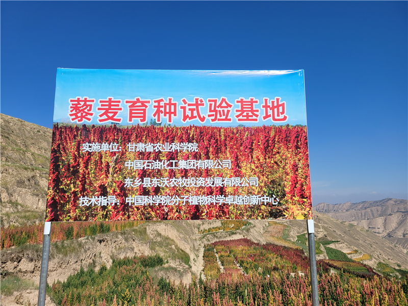 东乡藜麦制种基地成果丰硕