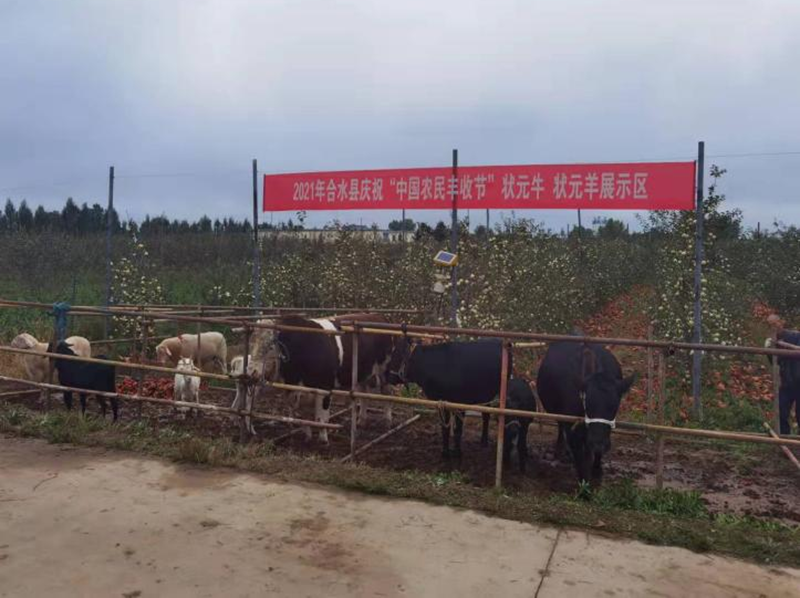 合水县：状元牛中赛状元　 丰收节里庆丰收