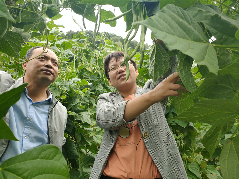 大力发展菜豆种植 丰富百姓菜篮子 鼓起农户钱袋子