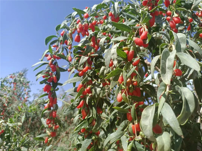 瓜州：枸杞丰收铺就致富路