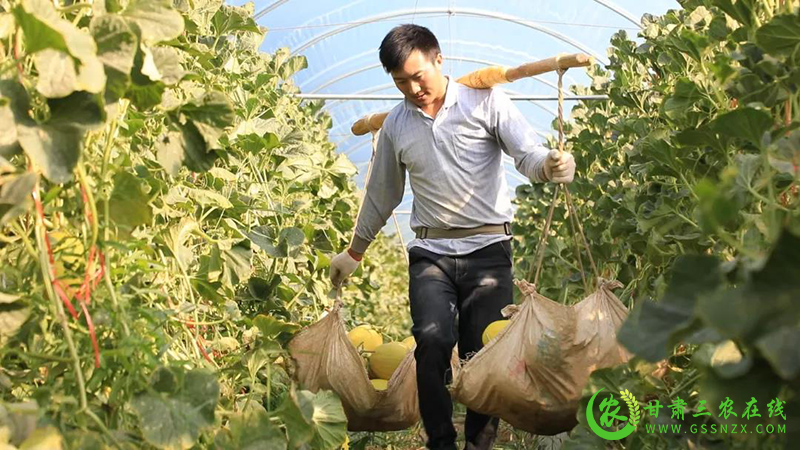 瓜州：活用财政“小杠杆” 做强蜜瓜大产业