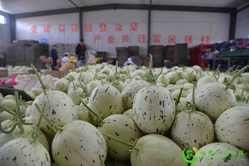 瓜州县秋茬蜜瓜“甜蜜蜜”农户致富“笑眯眯”