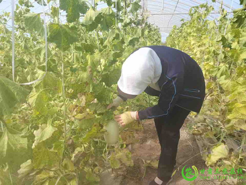 瓜州县秋茬蜜瓜“甜蜜蜜”农户致富“笑眯眯”