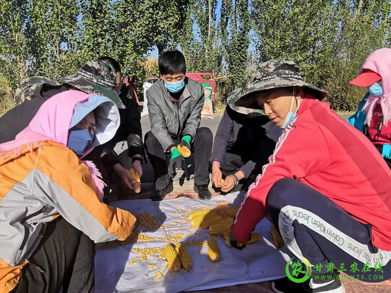 省农业技术推广总站对酒泉市玉米进行生产调查与测产